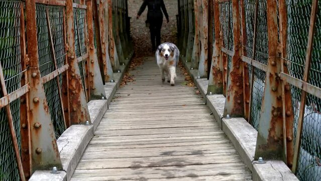 Australian Shepherd dog herding breed canine on a rusty old bridge doing trick training