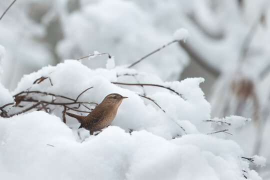 small bird wren among the snowy forest
