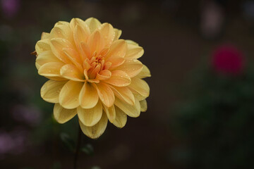 Dahlia,