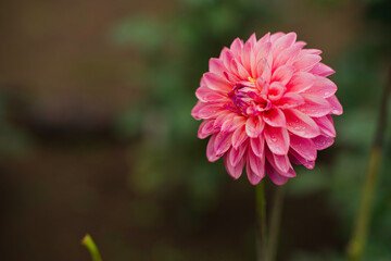 Dahlia