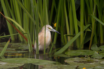 Squacco Heron (Ardeola ralloides) adult at the waterfront with Pond Lily pads amidst Reed, very rare in The Netherlands