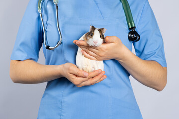 A funny guinea pig in the hands of a veterinarian in a blue uniform with a phonendoscope around her...