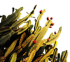 Mandacaru with fruits, typical cactus of the Brazilian northeast