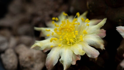 Close up  Copiapoa with flower, desert plant with flower, desert plant