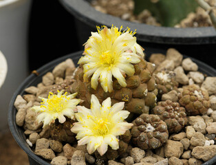 Close up  Copiapoa with flower, desert plant with flower, desert plant