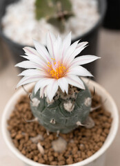 Close up  Turbinicarpus with flower, desert plant with flower, desert plant