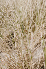 Beach grass. Straw pattern texture
