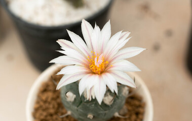 Close up  Turbinicarpus with flower, desert plant with flower, desert plant