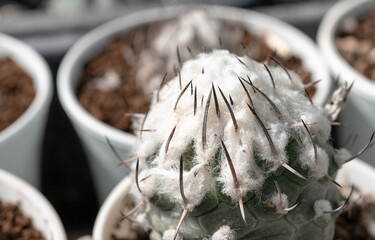 Close up  Turbinicarpus with flower, desert plant with flower, desert plant