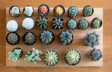 Set of  various succulents, cacti  cactus on wood background, top view, desert plant