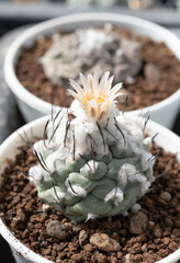 Close up  Turbinicarpus with flower, desert plant with flower, desert plant