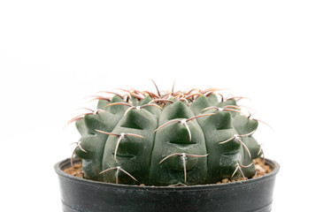 Close up  Gymnocalycium ochoterenae in pot on white background, desert plant with flower, desert plant