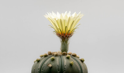 Astrophytum cactus with flower in pot