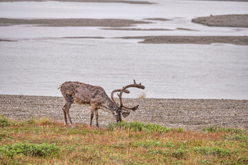 Barren-Ground Caribou herd on the tundra and permafrost surrounding Prudhoe Bay and Deadhorse...