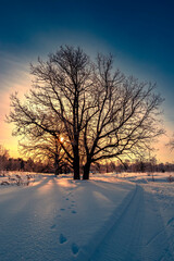 Beautiful big oak tree covered with fresh fluffy snow. Big tree without leaves on a winter sunny morning in Russia.