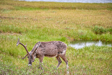 Barren-Ground Caribou herd on the tundra and permafrost surrounding Prudhoe Bay and Deadhorse...