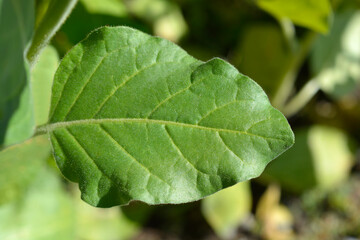 Aztec tobacco