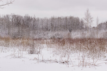 Winter spaces in Babolovsky Park. Background forest in winter