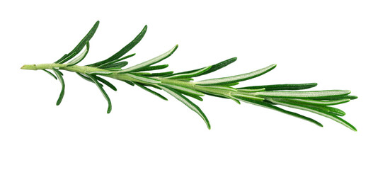 Rosemary isolated on white background with PNG.