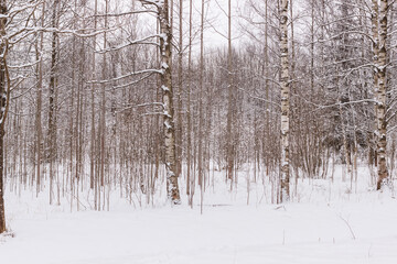 Winter spaces in Babolovsky Park. Background forest in winter