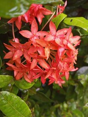 FLEUR DOMICILE AFRIQUE