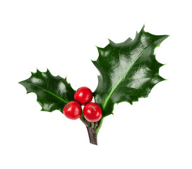 Holly berries branch isolated on white background. Christmas holly branch for design.