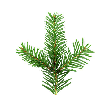 Fir tree branch isolated on white background. Christmas tree branch for design.