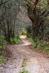 Autumn landscape in the forest in the morning
