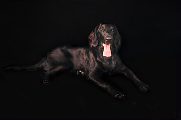 Black labrador retriever isolated on black background