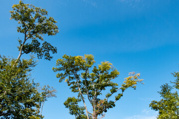 秋の青空に緑の木々　公園の自然　