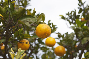 citron tree in the countryside