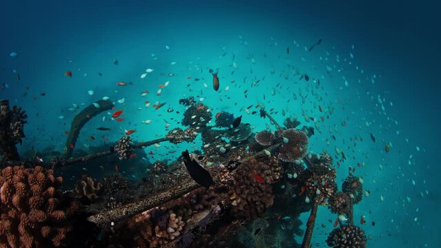 Wreck underwater. Tiny fishes swim on the shipwreck in the tropical sea in the Maldives