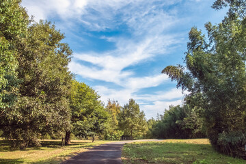Fototapeta na wymiar 秋の青空に緑の木々　公園の自然　