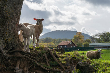 deux brebis au pied d'un arbre