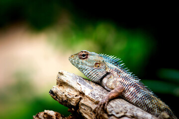 Naklejka na ściany i meble The oriental garden lizard, bloodsucker or changeable lizard resting on the log
