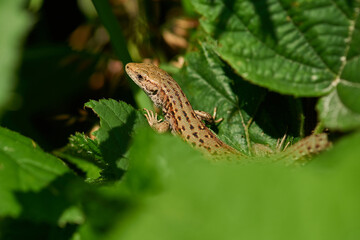 Zauneidechse Weibchen beim Sonnenbad