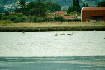 Flamingo birds on a lagoon standing on one foot.