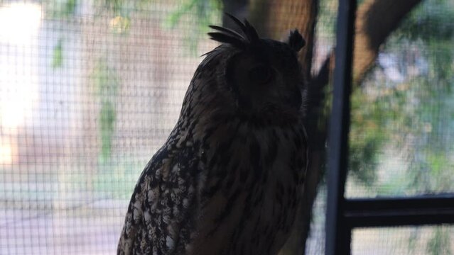 eagle owl standing in a cage