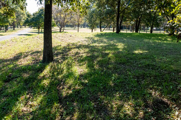 晴れた日の秋の公園　木漏れ日と緑