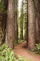 Redwoods National and State Parks Path Through Trees