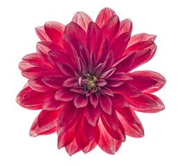 flor chrysanthemum roja aislada