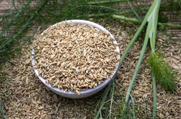 Organic Fennel Seeds in a White Bowl with Fennel Plant Leaves in Horizontal Orientation, Authentic Spices and Condiment