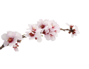 rama aislada de un almendro en flor