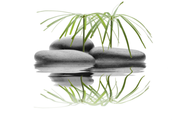 spa de piedras negras con plantas