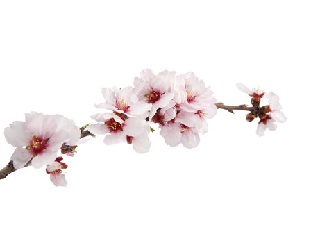 rama aislada de un almendro en flor