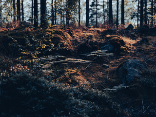swedish forest autumn
