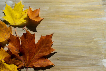 autumn maple leaves
