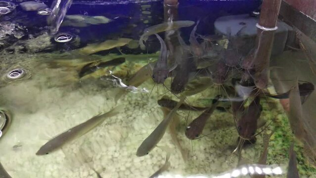 Anak Ikan lele or baby catfish swarming in aquarium with air bubbles from radiator