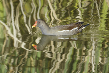 common moorhen in a small lake