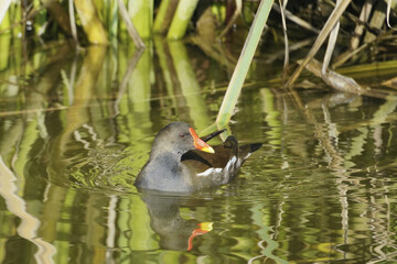 common moorhen in water